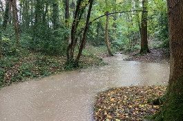 Climate Emergency Image - River running through woods