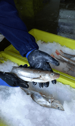 An Environmental Health Officer inspecting a fish out of a box of ice