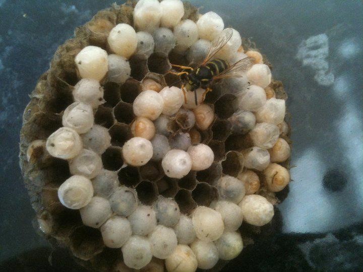 A wasps nest with a wasp on it
